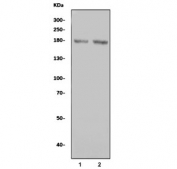 Western blot testing of 1) rat brain and 2) mouse brain lysate with CNTN1 antibody. Expected molecular weight: 113-150 kDa depending on glycosylation level.