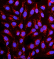 Immunofluorescent staining of FFPE human U-2 OS cells with CNTN1 antibody (red) and DAPI nuclear stain (blue). HIER: steam section in pH6 citrate buffer for 20 min.