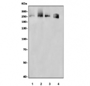 Western blot testing of 1) human K562, 2) human HepG2, 3) human RT4 and 4) mouse NIH 3T3 cell lysate with Dicer antibody. Expected molecular weight: 219-250 kDa.