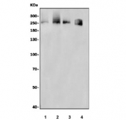 Western blot testing of 1) human K562, 2) human HepG2, 3) human RT4 and 4) mouse NIH 3T3 cell lysate with Dicer antibody. Expected molecular weight: 219-250 kDa.