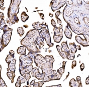 IHC staining of FFPE human placental tissue with DLAT antibody. HIER: boil tissue sections in pH8 EDTA for 20 min and allow to cool before testing.