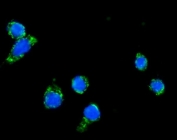 Immunofluorescent staining of FFPE human Caco-2 cells with DLAT antibody (green) and DAPI nuclear stain (blue). HIER: steam section in pH6 citrate buffer for 20 min.
