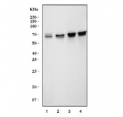Western blot testing of human 1) HeLa, 2) HepG2, 3) K562 and 4) T-47D cell lysate with DLAT antibody. Predicted molecular weight ~69 kDa.