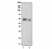 Western blot testing of 1) rat kidney and 2) mouse kidney tissue lysate with Dnmt3l antibody. Predicted molecular weight ~49 kDa.