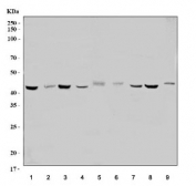 Western blot testing of 1) human HepG2, 2) human HeLa, 3) human T-47D, 4) human U-87 MG, 5) rat kidney, 6) rat testis, 7) rat liver, 8) mouse kidney and 9) mouse testis lysate with Erlin-2 antibody. Predicted molecular weight: ~38 kDa, routinely observed at ~43 kDa.