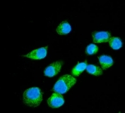 Immunofluorescent staining of FFPE human T-47D cells with Erlin-2 antibody (green) and DAPI nuclear stain (blue). HIER: steam section in pH6 citrate buffer for 20 min.