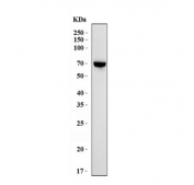 Western blot testing of mouse lung tissue lysate with Gbp2 antibody. Predicted molecular weight ~67 kDa.