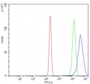 Flow cytometry testing of human U-2 OS cells with Glucokinase Regulator antibody at 1ug/million cells (blocked with goat sera); Red=cells alone, Green=isotype control, Blue= Glucokinase Regulator antibody.