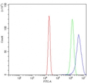 Flow cytometry testing of human U-2 OS cells with Glucokinase Regulator antibody at 1ug/million cells (blocked with goat sera); Red=cells alone, Green=isotype control, Blue= Glucokinase Regulator antibody.