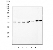 Western blot testing of human 1) Jurkat, 2) HepG2, 3) K562, 4) HEL, 5) Caco-2, 6) HL60 and 7) mouse SP2/0 cell lysate with Geminin antibody. Predicted molecular weight: 25-35 kDa.