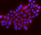 Immunofluorescent staining of FFPE human A431 cells with Gephyrin antibody (red) and DAPI nuclear stain (blue). HIER: steam section in pH6 citrate buffer for 20 min.