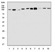 Western blot testing of 1) human HeLa, 2) human HepG2, 3) human A549, 4) monkey COS-7, 5) human Jurkat, 6) rat brain, 7) mouse brain, 8) mouse kidney, 9) mouse lung and 10) mouse Neuro-2a cell lysate with Gephyrin antibody. Predicted molecular weight: 80-83 kDa but commonly observed at ~93 kDa.