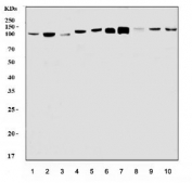 Western blot testing of 1) human HeLa, 2) human HepG2, 3) human A549, 4) monkey COS-7, 5) human Jurkat, 6) rat brain, 7) mouse brain, 8) mouse kidney, 9) mouse lung and 10) mouse Neuro-2a cell lysate with Gephyrin antibody. Predicted molecular weight: 80-83 kDa but commonly observed at ~93 kDa.