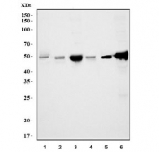 Western blot testing of 1) rat heart, 2) rat kidney, 3) rat liver, 4) mouse heart, 5) mouse kidney and 6) mouse liver lysate with Alanine aminotransferase 1 antibody. Predicted molecular weight ~55 kDa.