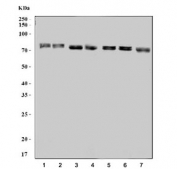Western blot testing of 1) mouse stomach, 2) mouse liver, 3) mouse kidney, 4) mouse RAW264.7, 5) rat stomach, 6) rat liver and 7) rat kidney lysate with Hjurp antibody. Expected molecular weight: 74-90 kDa.