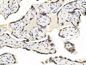 IHC staining of FFPE human placental tissue with JUNB antibody. HIER: boil tissue sections in pH8 EDTA for 20 min and allow to cool before testing.