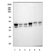 Western blot testing of human 1) HeLa, 2) K562, 3) Caco-2, 4) A549, 5) HT1080 and 6) A431 cell lysate with JUNB antibody. Expected molecular weight: 36-39 kDa (non-phophorylated), 40-45 kDa (phosphorylated).
