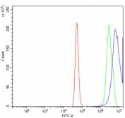 Flow cytometry testing of human A431 cells with JUNB antibody at 1ug/million cells (blocked with goat sera); Red=cells alone, Green=isotype control, Blue= JUNB antibody.