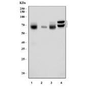 Western blot testing of 1) rat brain, 2) rat skeletal muscle, 3) mouse brain and 4) mouse lung tissue lysate with KLC1 antibody. Predicted molecular weight: 63-72 kDa (multiple isoforms).