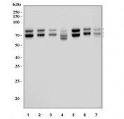 Western blot testing of human 1) HeLa, 2) U-87 MG, 3) SH-SY5Y, 4) COLO-320, 5) HepG2, 6) PC-3 and 7) HACAT cell lysate with KLC1 antibody. Predicted molecular weight: 63-72 kDa (multiple isoforms).