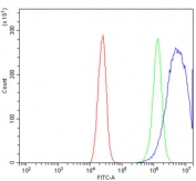 Flow cytometry testing of human Caco-2 cells with KLC1 antibody at 1ug/million cells (blocked with goat sera); Red=cells alone, Green=isotype control, Blue= KLC1 antibody.