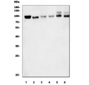 Western blot testing of 1) human HeLa, 2) human RT4, 3) rat stomach, 4) rat C6, 5) mouse stomach and 6) mouse NIH 3T3 cell lysate with FAM129B antibody. Predicted molecular weight ~84 kDa.