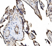 IHC staining of FFPE human placental tissue with FAM129B antibody. HIER: boil tissue sections in pH8 EDTA for 20 min and allow to cool before testing.