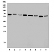 Western blot testing of 1) human HEK293, 2) human SH-SY5Y, 3) human K562, 4) human Jurkat, 5) rat brain, 6) rat PC-12, 7) mouse brain and 8) mouse NIH 3T3 cell lysate with PAK1 antibody. Expected molecular weight: 60-70 kDa.