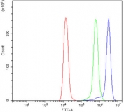 Flow cytometry testing of human Raji cells with PAK1 antibody at 1ug/million cells (blocked with goat sera); Red=cells alone, Green=isotype control, Blue= PAK1 antibody.