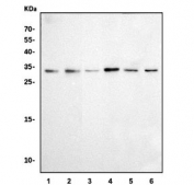 Western blot testing of 1) human HepG2, 2) human Jurkat, 3) human MCF7, 4) human PC-3, 5) rat brain and 6) rat testis tissue lysate with RPL8 antibody. Predicted molecular weight: ~28 kDa.