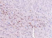 IHC staining of FFPE rat brain tissue with SCRN1 antibody. HIER: boil tissue sections in pH8 EDTA for 20 min and allow to cool before testing.