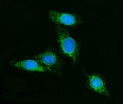 Immunofluorescent staining of FFPE human U-2 OS cells with SCRN1 antibody (green) and DAPI nuclear stain (blue). HIER: steam section in pH6 citrate buffer for 20 min.