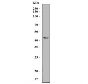 Western blot testing of rat brain tissue lysate with SCRN2 antibody. Predicted molecular weight ~42 kDa.