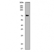 Western blot testing of mouse kidney tissue lysate with SLC5A8 antibody. Predicted molecular weight ~67 kDa.