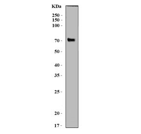 Western blot testing of mouse kidney tissue lysate with SLC5A8 antibody.