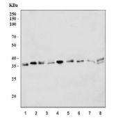 Western blot testing of 1) human HeLa, 2) human ThP-1, 3) rat heart, 4) rat testis, 5) rat PC-12, 6) mouse heart, 7) mouse testis, 8) mouse lung and 9) mouse RAW264.7 cell lysate with TAF8 antibody. Expected molecular weight: 34-43 kDa.