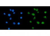 Immunofluorescent staining of FFPE human Caco-2 cells with TAF8 antibody (green) and DAPI nuclear stain (blue). HIER: steam section in pH6 citrate buffer for 20 min.