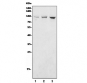 Western blot testing of human 1) HepG2, 2) HT1080 and 3) Jurkat cell lysate with NIRF antibody. Expected molecular weight ~90 kDa.