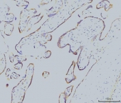 IHC staining of FFPE human placental tissue with RAB11A antibody. HIER: boil tissue sections in pH8 EDTA for 20 min and allow to cool before testing.