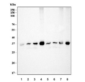 Western blot testing of 1) rat heart, 2) rat brain, 3) rat lung, 4) mouse heart, 5) mouse brain, 6) mouse lung, 7) rat RH35 and 8) mouse HEPA1-6 cell lysate with Cyclophilin E antibody. Predicted molecular weight ~33 kDa.