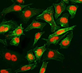 Immunofluorescent staining of FFPE human HeLa cells with Cyclophilin E antibody (Dylight 594-conjugated secondary, red) and Phalloidin-iFluor 488 conjugate (green). HIER: steam section in pH6 citrate buffer for 20 min.