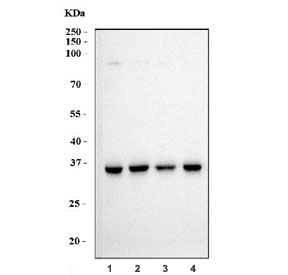 Western blot testing of human 1) HEK293, 2) K562, 3) PC-3 and 4) Caco-2 cell lysate with Cyclophilin E antibody. Predicted molecular weight ~33 kDa.