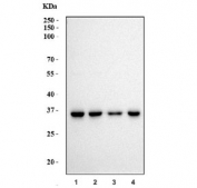Western blot testing of human 1) HEK293, 2) K562, 3) PC-3 and 4) Caco-2 cell lysate with PPIE antibody. Predicted molecular weight ~33 kDa.