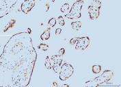 IHC staining of FFPE human placental tissue with PPIE antibody. HIER: boil tissue sections in pH8 EDTA for 20 min and allow to cool before testing.