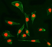 Immunofluorescent staining of FFPE human HeLa cells with PPIE antibody (Dylight 594-conjugated secondary, red) and Phalloidin-iFluor 488 conjugate (green). HIER: steam section in pH6 citrate buffer for 20 min.