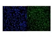 Immunofluorescent staining of FFPE human HeLa cells with LSM8 antibody (green) and DAPI nuclear stain (blue). HIER: steam section in pH6 citrate buffer for 20 min.