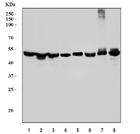 Western blot testing of 1) human HEK293, 2) human HeLa, 3) human HepG2, 4) human PC-3, 5) rat stomach, 6) rat kidney, 7) mouse stomach and 8) mouse kidney tissue lysate with PSMC3 antibody. Predicted molecular weight ~50 kDa.