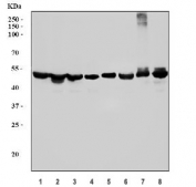 Western blot testing of 1) human HEK293, 2) human HeLa, 3) human HepG2, 4) human PC-3, 5) rat stomach, 6) rat kidney, 7) mouse stomach and 8) mouse kidney tissue lysate with PSMC3 antibody. Predicted molecular weight ~50 kDa.