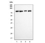 Western blot testing of 1) human Jurkat, 2) human HeLa, 3) human SW620 and 4) monkey COS-7 cell lysate with CCNT1 antibody. Predicted molecular weight ~81 kDa.