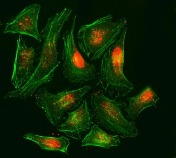 Immunofluorescent staining of FFPE human HeLa cells with Replication Protein A2 antibody (Dylight 594-conjugated secondary, red) and Phalloidin-iFluor 488 conjugate (green). HIER: steam section in pH6 citrate buffer for 20 min.